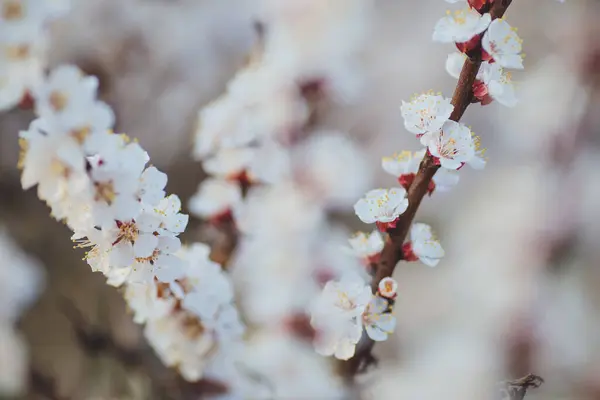 Schöne Blumen Frühling Abstrakten Hintergrund Der Natur Zweige Des Blühenden — Stockfoto