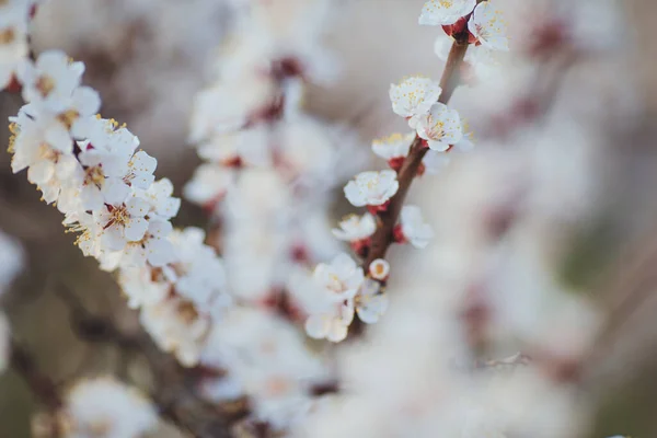 Schöne Blumen Frühling Abstrakten Hintergrund Der Natur Zweige Des Blühenden — Stockfoto