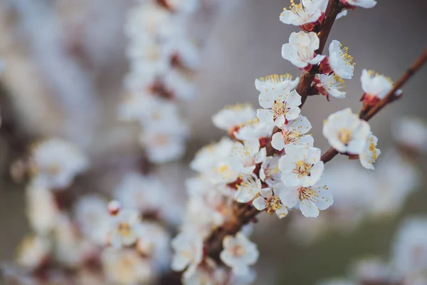 Bela Primavera Floral Fundo Abstrato Natureza Ramos Macro Damasco Florescente — Fotografia de Stock