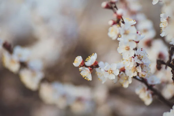 Schöne Blumen Frühling Abstrakten Hintergrund Der Natur Zweige Des Blühenden — Stockfoto