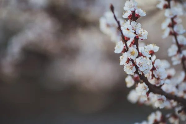 Beau Printemps Floral Fond Abstrait Nature Branches Floraison Abricot Macro — Photo