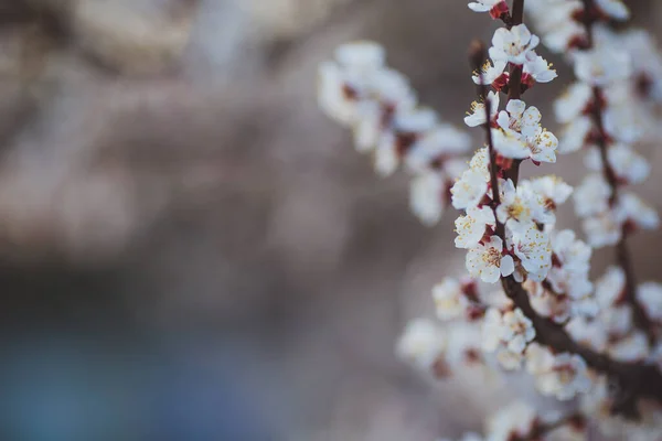 Vacker Blommig Våren Abstrakt Bakgrund Naturen Filialer Blommande Aprikos Makro — Stockfoto