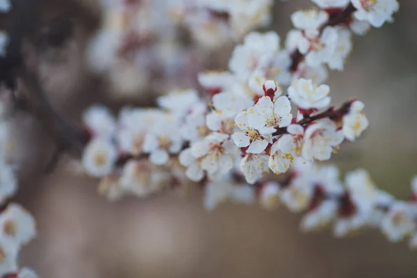 Schöne Blumen Frühling Abstrakten Hintergrund Der Natur Zweige Des Blühenden — Stockfoto