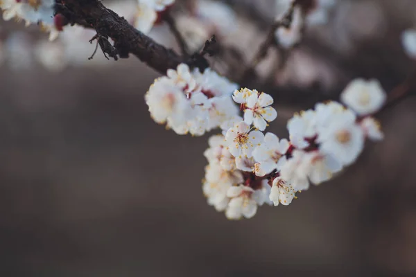 Vacker Blommig Våren Abstrakt Bakgrund Naturen Filialer Blommande Aprikos Makro — Stockfoto