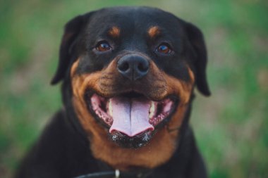 Güzel Rottweiler köpeği. Parkta yeşil çimlerin üzerinde köpek rottweiler 'ı
