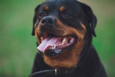Güzel Rottweiler köpeği. Parkta yeşil çimlerin üzerinde köpek rottweiler 'ı