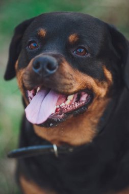 Güzel Rottweiler köpeği. Parkta yeşil çimlerin üzerinde köpek rottweiler 'ı