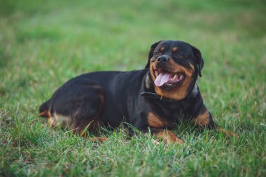 Güzel Rottweiler köpeği. Parkta yeşil çimlerin üzerinde köpek rottweiler 'ı