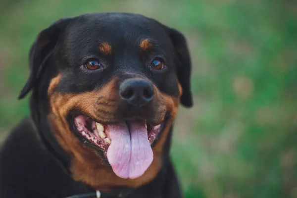 Beautiful rottweiler dog. Dog rottweiler in the park on a background of green grass