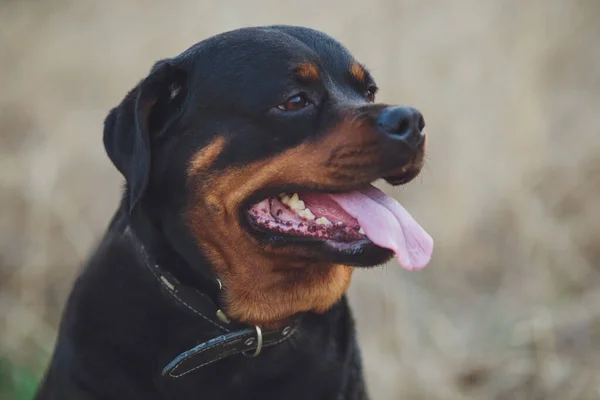 Gyönyörű Rottweiler Kutya Kutya Rottweiler Parkban Háttér Zöld — Stock Fotó