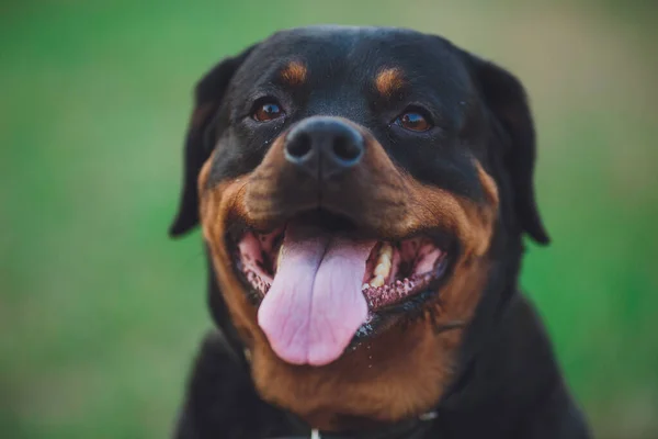 Hermoso Perro Rottweiler Perro Rottweiler Parque Sobre Fondo Hierba Verde — Foto de Stock