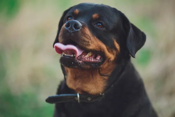 Beautiful rottweiler dog. Dog rottweiler in the park on a background of green grass