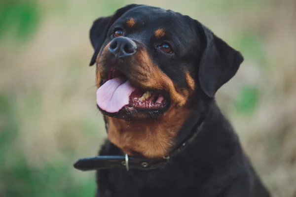 Hermoso Perro Rottweiler Perro Rottweiler Parque Sobre Fondo Hierba Verde — Foto de Stock