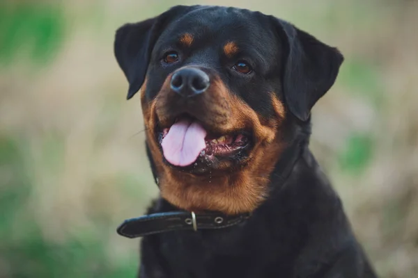 Hermoso Perro Rottweiler Perro Rottweiler Parque Sobre Fondo Hierba Verde — Foto de Stock