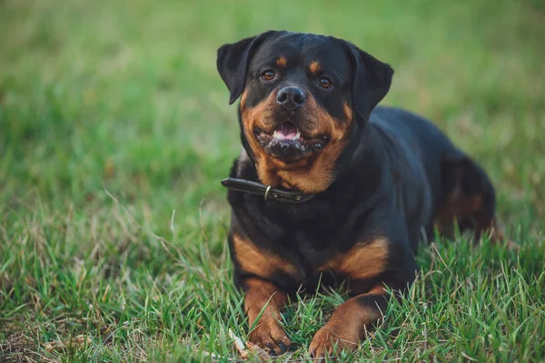 漂亮的Rottweiler狗 公园里的狗在绿草的衬托下啼叫 — 图库照片