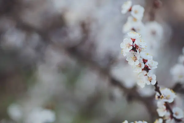 Wiosenne Tło Kwitnienia Gałąź Moreli Kwiatami Kwitnąca Gałąź Drzewa Białymi — Zdjęcie stockowe