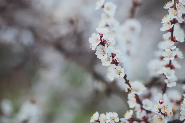 Voorjaarsbloeiende Achtergrond Abrikozentak Met Bloemen Bloeiende Boomtak Met Witte Bloemen — Stockfoto