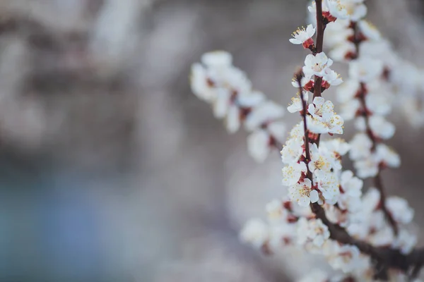 Frühling Blühenden Hintergrund Aprikosenzweig Mit Blüten Blühender Ast Mit Weißen — Stockfoto