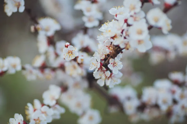 Frühling Blühenden Hintergrund Aprikosenzweig Mit Blüten Blühender Ast Mit Weißen — Stockfoto