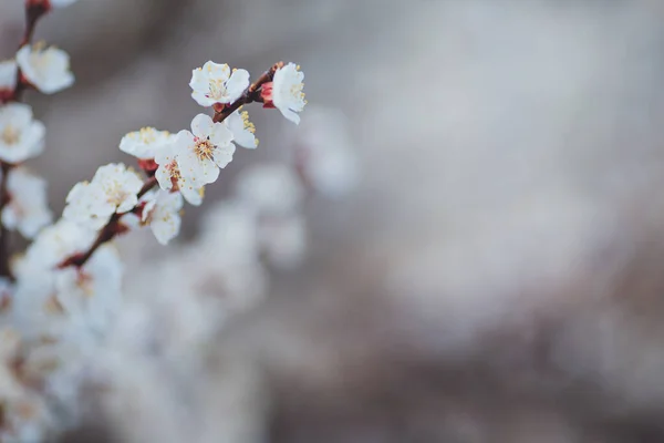 Fondo Floración Primavera Rama Albaricoque Con Flores Rama Árbol Floreciente — Foto de Stock