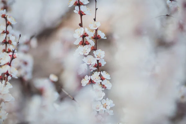 Voorjaarsbloeiende Achtergrond Abrikozentak Met Bloemen Bloeiende Boomtak Met Witte Bloemen — Stockfoto