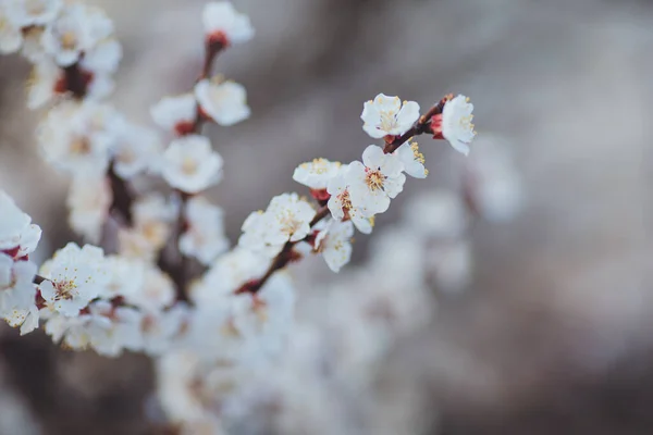 Fondo Floración Primavera Rama Albaricoque Con Flores Rama Árbol Floreciente — Foto de Stock
