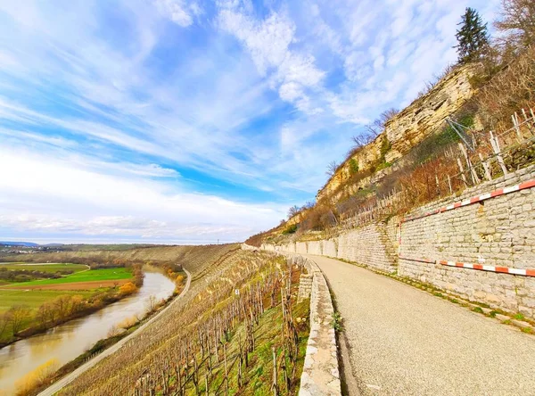 Ścieżka Przez Winnice Pobliżu Skał Hessigheimer Felsengaerten Rzeki Neckar Tle — Zdjęcie stockowe