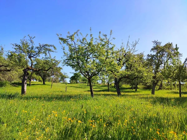 Orchard Trees Green Meadow Blue Sky Clouds — Stock Photo, Image