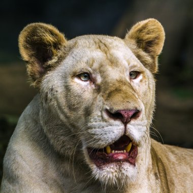 Afrikalı beyaz dişi aslan Chiang Mai Hayvanat Bahçesi, Tayland