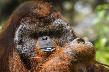 Orangutan portre Chiang Mai Hayvanat Bahçesi, Tayland
