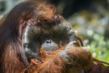 Orangutan portre Chiang Mai Hayvanat Bahçesi, Tayland