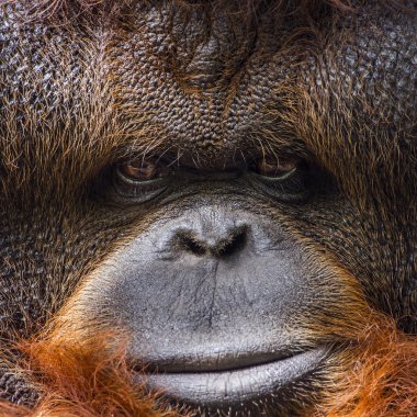 Orangutan portrait in Chiang Mai zoo, Thailand clipart