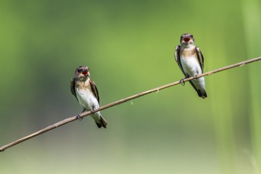 Düz martin Bardia Ulusal Park, Nepal