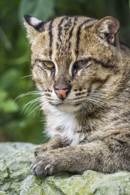 Balıkçı kedi Chiang Mai Hayvanat Bahçesi, Tayland