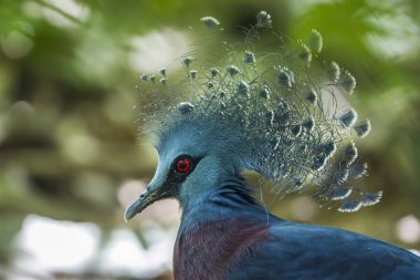 Victoria güvercin Chiang Mai Hayvanat Bahçesi, Tayland taç