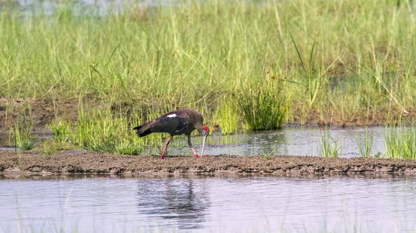 Black ibis nel parco nazionale di Bardia, Nepal — Foto Stock