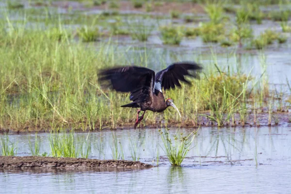 Ibis negros en el parque nacional de Bardia, Nepal — Foto de Stock