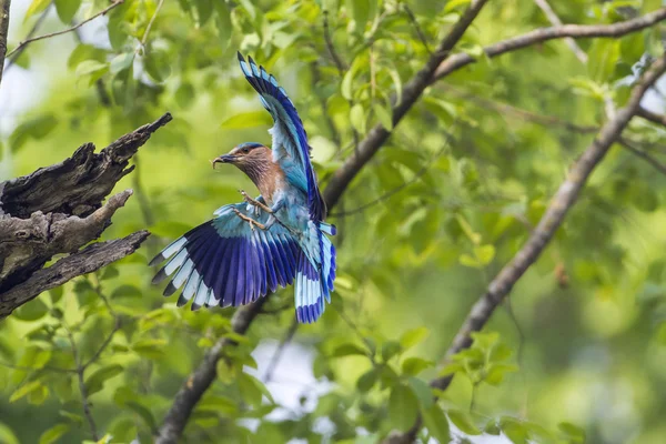 Indian roller in Bardia national park, Nepal — Stock Photo, Image