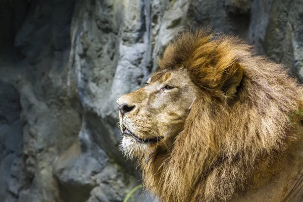 Afrikanischer Löwe im chiang mai zoo, thailand — Stockfoto