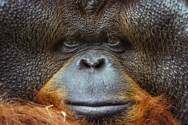 Orangutan portrét v Chiang Mai zoo, Thajsko — Stock fotografie
