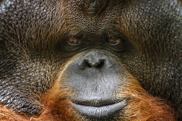 Orangutan portrét v Chiang Mai zoo, Thajsko — Stock fotografie