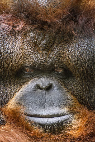 Retrato de orangotango no zoológico de Chiang Mai, Tailândia — Fotografia de Stock
