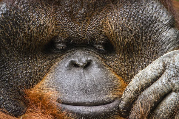 Orangutan portrét v Chiang Mai zoo, Thajsko — Stock fotografie