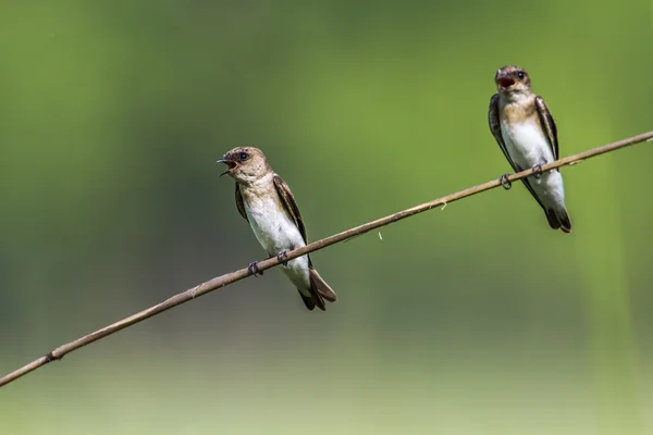 Plain martin in Bardia national park, Nepal — Stock Photo, Image