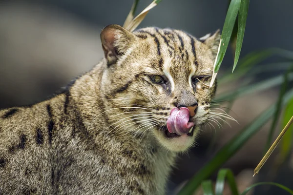 チェンマイ動物園、タイ釣り猫 — ストック写真