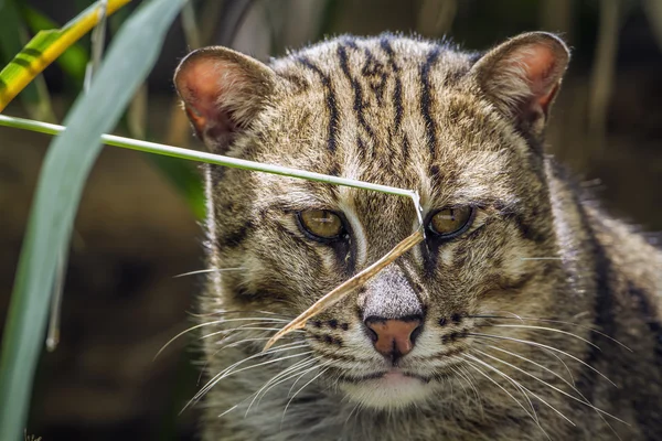 チェンマイ動物園、タイ釣り猫 — ストック写真