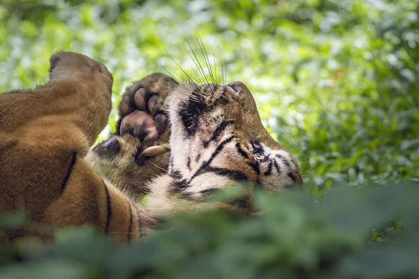 Bengal tiger im chiang mai zoo, thailand — Stockfoto