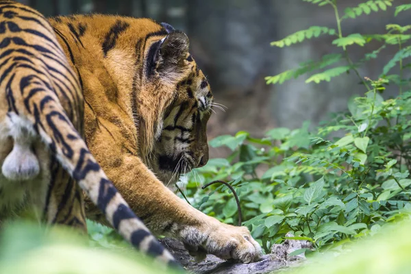 Bengal tiger im chiang mai zoo, thailand — Stockfoto