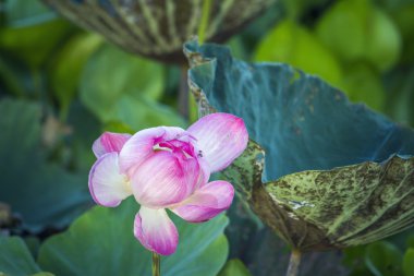 Lotus çiçeği Ban Thale Noi, tabiatı, Tayland