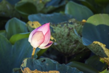 Lotus flower in Ban Thale Noi, nature reserve, Thailand clipart